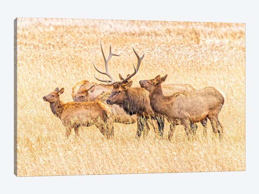 USA, Colorado, Rocky Mountain National Park. North American Elk Male And Females In Mating Season. by Jaynes Gallery 1-piece Canvas Wall Art