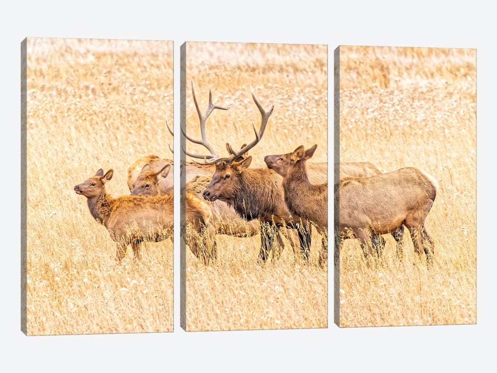 USA, Colorado, Rocky Mountain National Park. North American Elk Male And Females In Mating Season. by Jaynes Gallery 3-piece Canvas Art