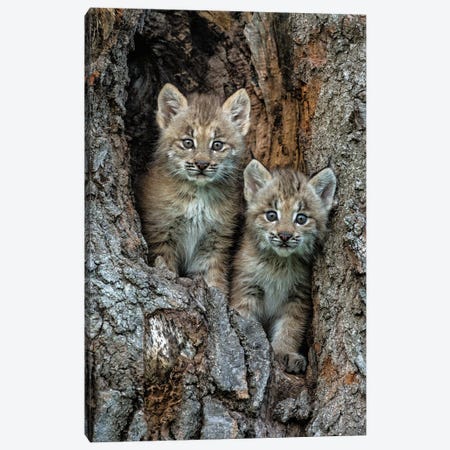 USA, Montana. Bobcat Kittens In Tree Den. Canvas Print #JYG1087} by Jaynes Gallery Canvas Art