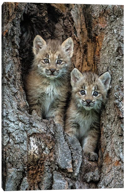 USA, Montana. Bobcat Kittens In Tree Den. Canvas Art Print - Jaynes Gallery