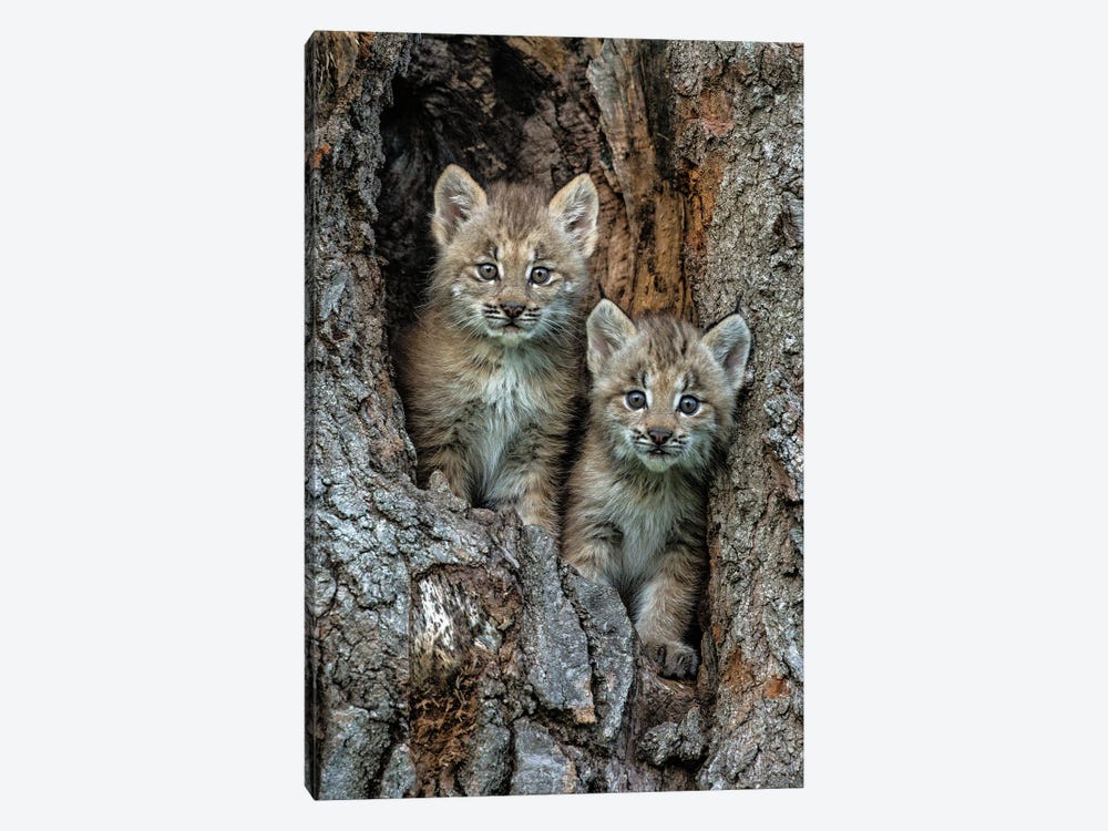 USA, Montana. Bobcat Kittens In Tree Den. by Jaynes Gallery 1-piece Canvas Wall Art