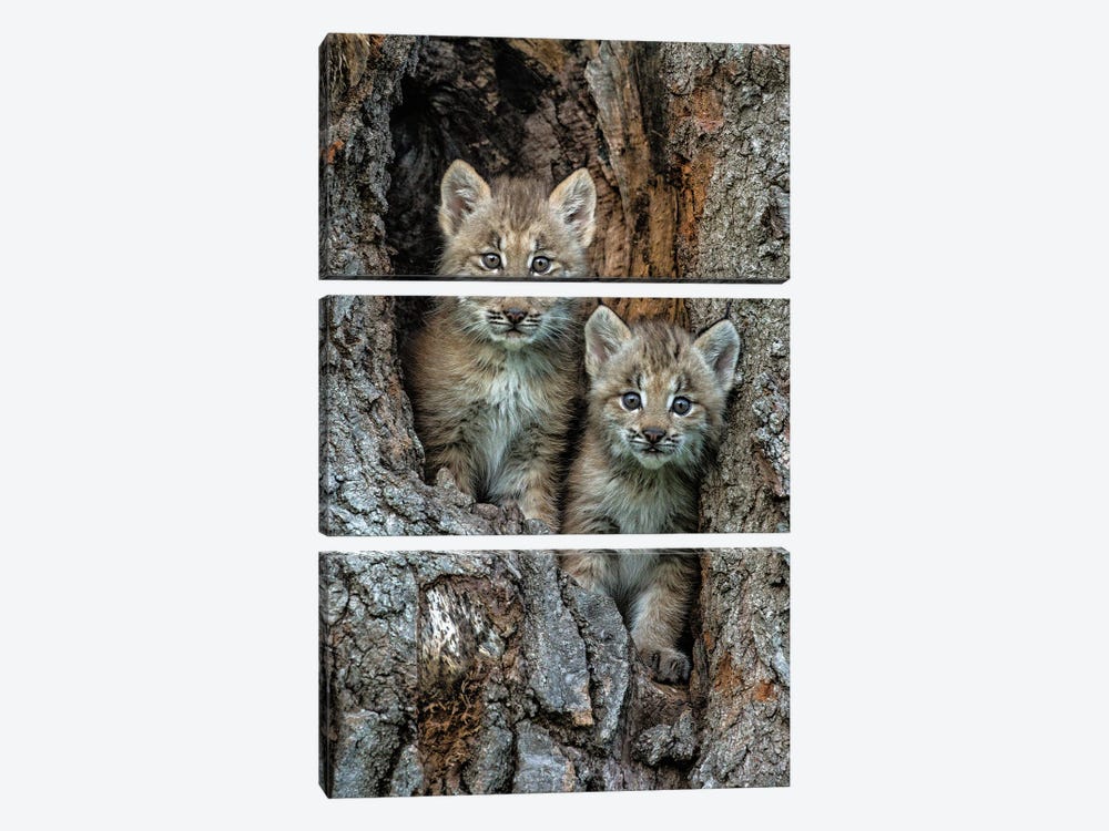 USA, Montana. Bobcat Kittens In Tree Den. by Jaynes Gallery 3-piece Canvas Art