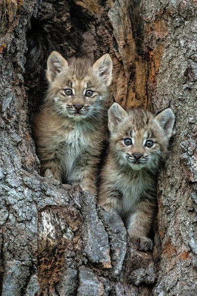 Montana: USA, Montana. Bobcat Kittens In Tree Den. by Jaynes Gallery