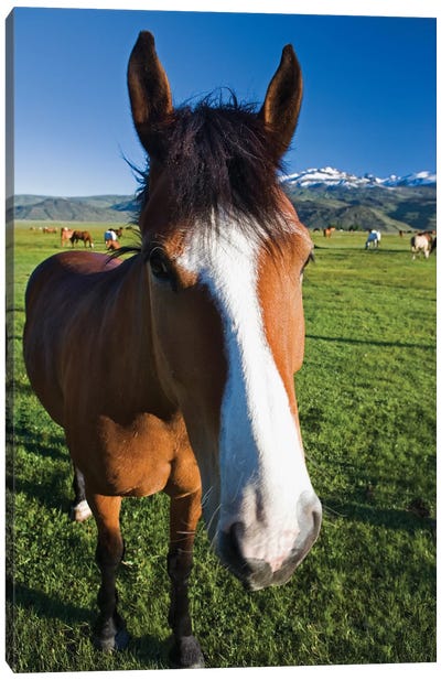 USA, California, Sierra Nevada Mountains. Curious horse in Bridgeport Valley. Canvas Art Print - Sierra Nevada Art