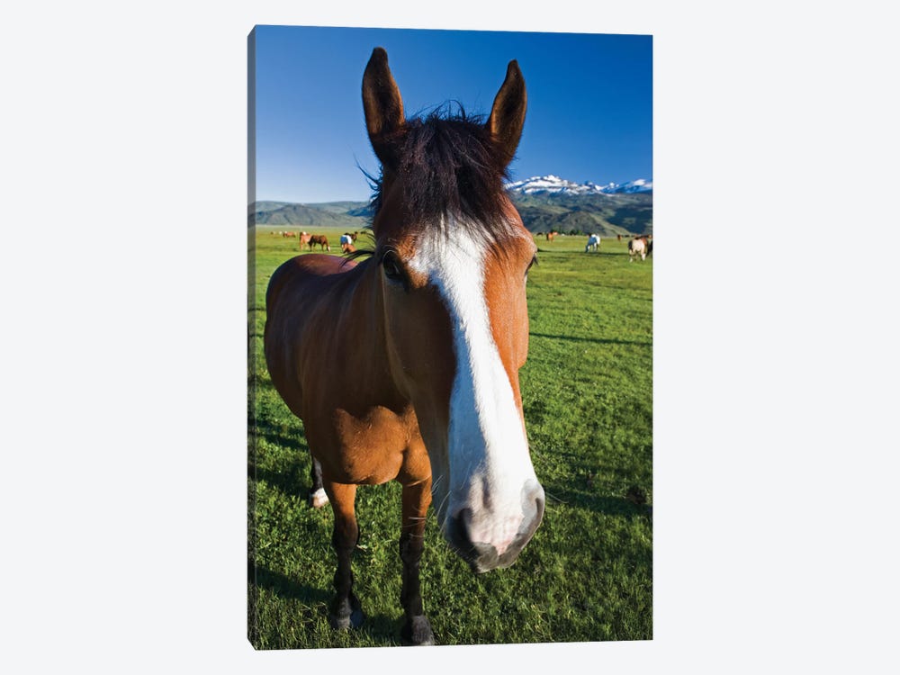 USA, California, Sierra Nevada Mountains. Curious horse in Bridgeport Valley. by Jaynes Gallery 1-piece Canvas Print