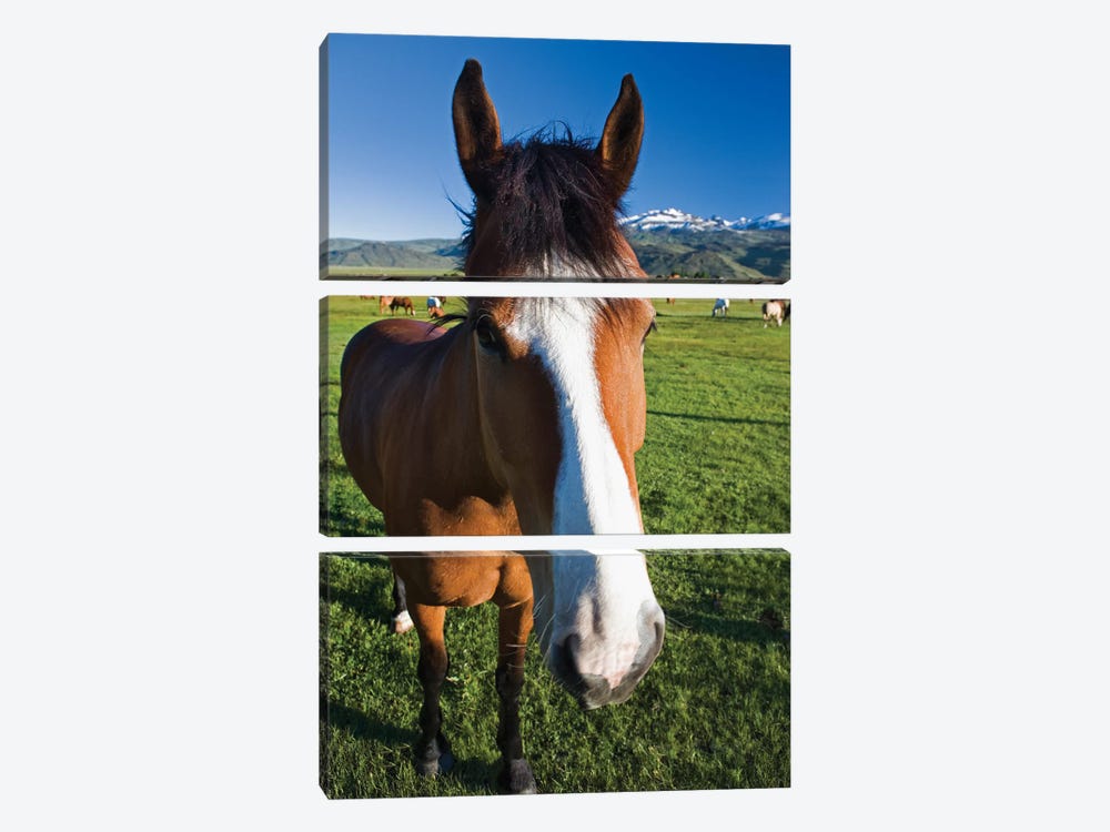 USA, California, Sierra Nevada Mountains. Curious horse in Bridgeport Valley. by Jaynes Gallery 3-piece Canvas Art Print