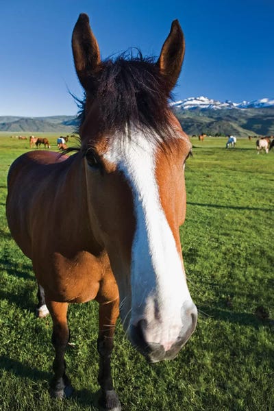 Sierra Nevada: USA, California, Sierra Nevada Mountains. Curious horse in Bridgeport Valley. by Jaynes Gallery