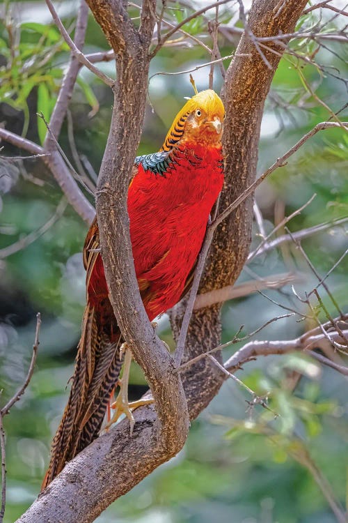 USA, New Mexico, Alamogordo, Alameda Park Zoo. Golden Male Pheasant In Tree.