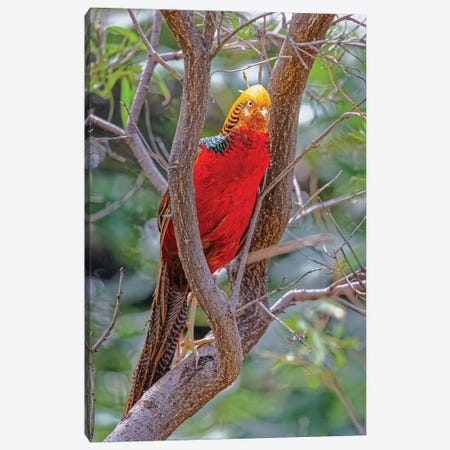 USA, New Mexico, Alamogordo, Alameda Park Zoo. Golden Male Pheasant In Tree. Canvas Print #JYG1091} by Jaynes Gallery Canvas Artwork