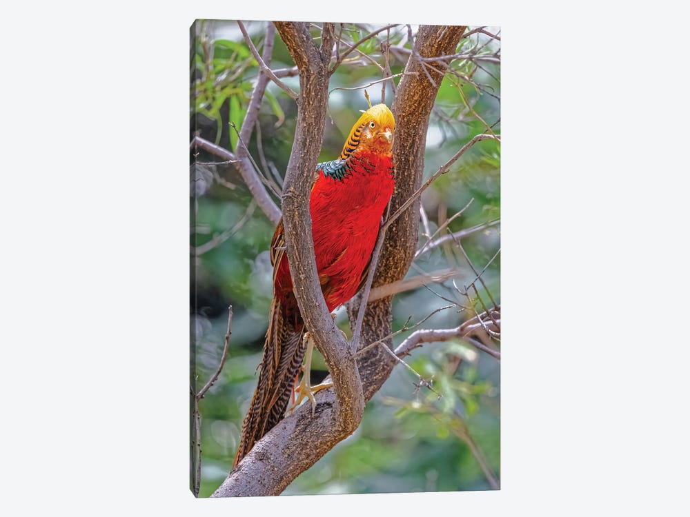USA, New Mexico, Alamogordo, Alameda Park Zoo. Golden Male Pheasant In Tree. by Jaynes Gallery 1-piece Art Print