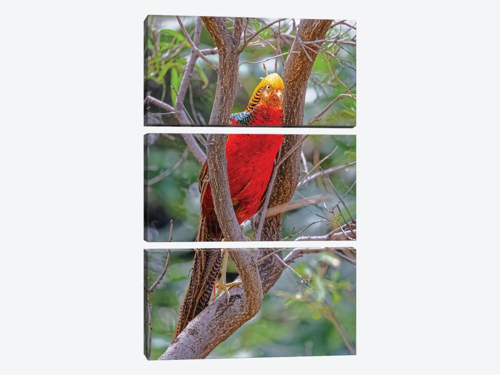 USA, New Mexico, Alamogordo, Alameda Park Zoo. Golden Male Pheasant In Tree. by Jaynes Gallery 3-piece Canvas Print