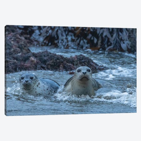 USA, Oregon, Bandon Beach. Harbor Seal Mother And Pup In Water. Canvas Print #JYG1093} by Jaynes Gallery Canvas Artwork