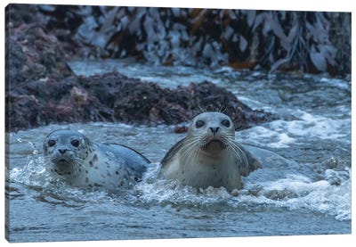 USA, Oregon, Bandon Beach. Harbor Seal Mother And Pup In Water. Canvas Art Print