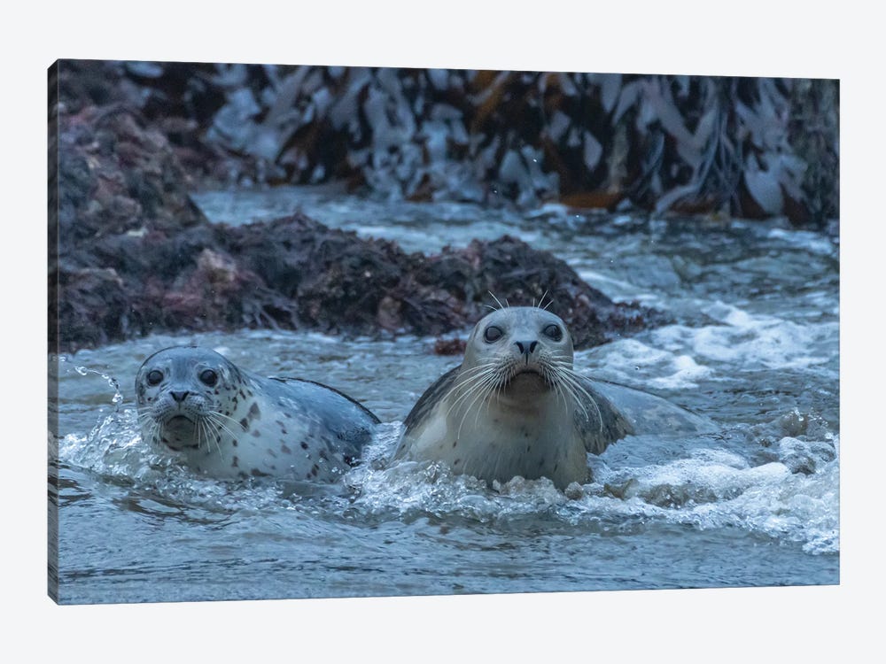 USA, Oregon, Bandon Beach. Harbor Seal Mother And Pup In Water. by Jaynes Gallery 1-piece Canvas Print