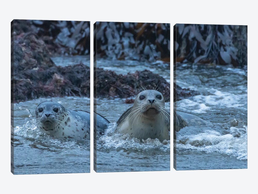 USA, Oregon, Bandon Beach. Harbor Seal Mother And Pup In Water. by Jaynes Gallery 3-piece Canvas Art Print
