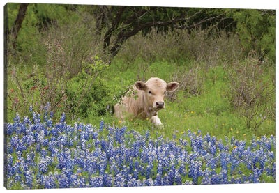 USA, Texas, Llano County. Young Cow Lays In Grass Bordered By Bluebonnets. Canvas Art Print - Texas Art