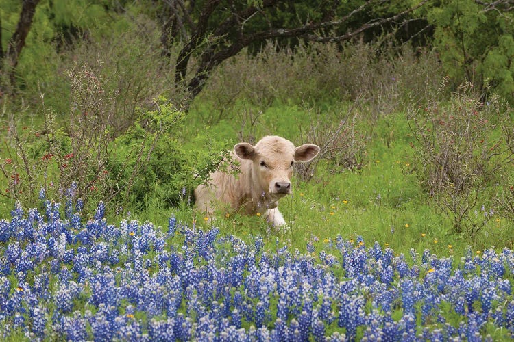 USA, Texas, Llano County. Young Cow Lays In Grass Bordered By Bluebonnets.