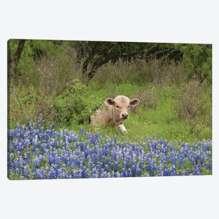 USA, Texas, Llano County. Young Cow Lays In Grass Bordered By Bluebonnets. Canvas Print #JYG1095} by Jaynes Gallery Canvas Print