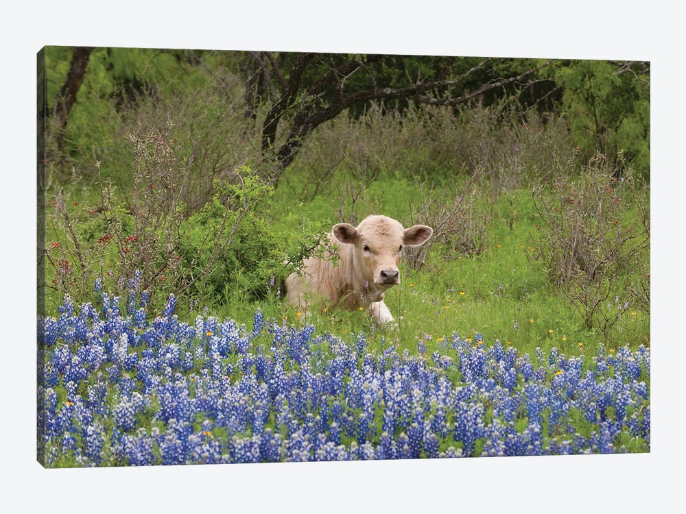 USA, Texas, Llano County. Young Cow Lays In Grass Bordered By Bluebonnets. by Jaynes Gallery 1-piece Canvas Print