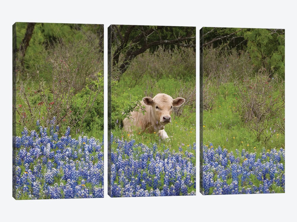 USA, Texas, Llano County. Young Cow Lays In Grass Bordered By Bluebonnets. by Jaynes Gallery 3-piece Art Print