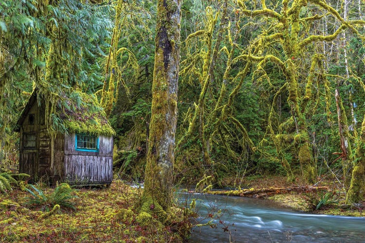 USA, Washington State, Olympic National Park. Weathered Cabin Beside Elk Creek.