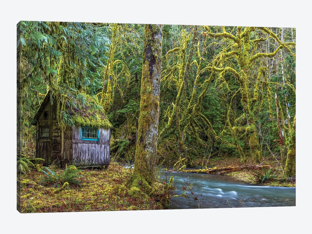 USA, Washington State, Olympic National Park. Weathered Cabin Beside Elk Creek. by Jaynes Gallery 1-piece Canvas Wall Art