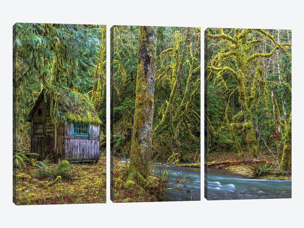 USA, Washington State, Olympic National Park. Weathered Cabin Beside Elk Creek. by Jaynes Gallery 3-piece Canvas Artwork