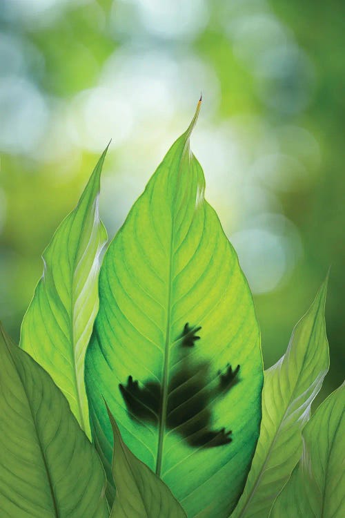 USA, Washington State, Seabeck. Composite Of Frog On Leaf.