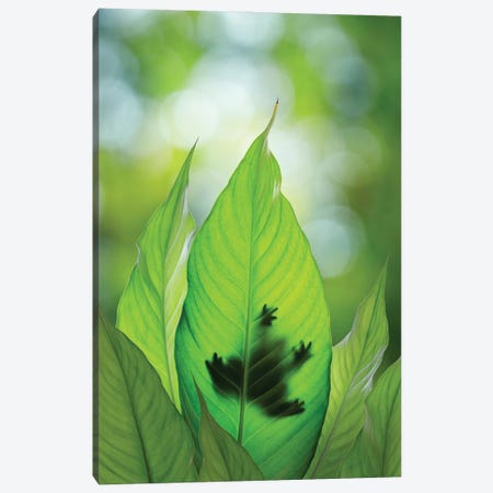 USA, Washington State, Seabeck. Composite Of Frog On Leaf. Canvas Print #JYG1099} by Jaynes Gallery Canvas Art