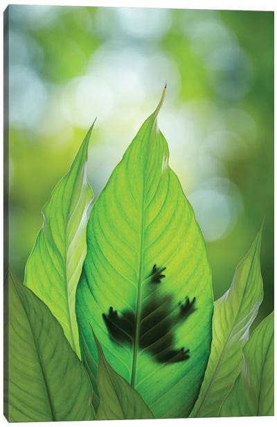 USA, Washington State, Seabeck. Composite Of Frog On Leaf. Canvas Art Print - Frog Art