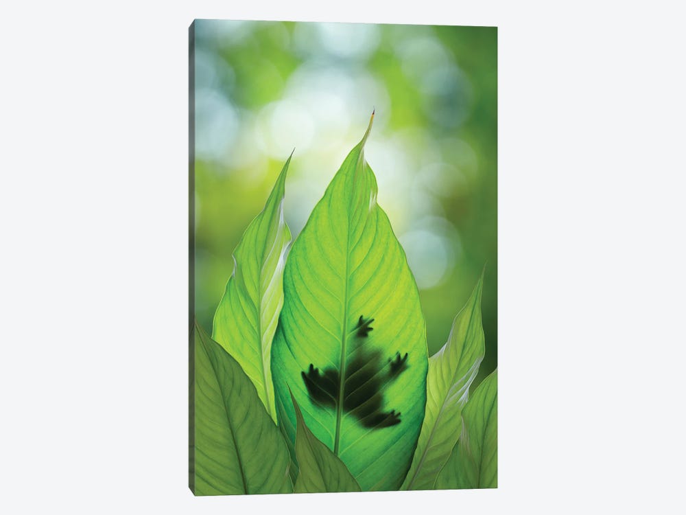USA, Washington State, Seabeck. Composite Of Frog On Leaf. by Jaynes Gallery 1-piece Canvas Art Print