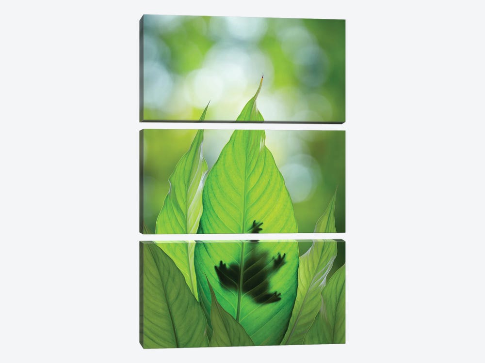 USA, Washington State, Seabeck. Composite Of Frog On Leaf. by Jaynes Gallery 3-piece Canvas Print