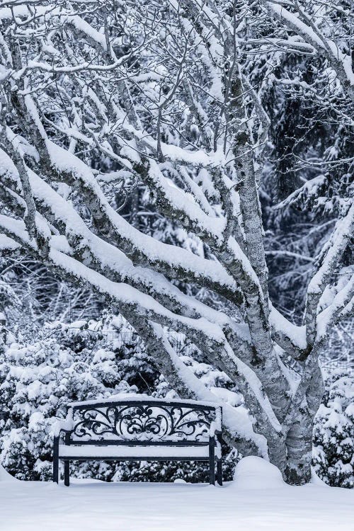 USA, Washington State, Seabeck. Snow-Covered Trees And Bench In Winter.