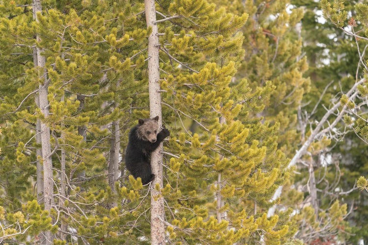 USA, Wyoming, Bridger-Teton National Forest. Grizzly Bear Cub Climbing Pine Tree.