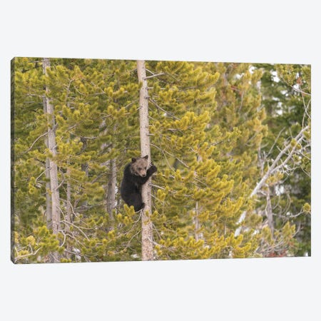 USA, Wyoming, Bridger-Teton National Forest. Grizzly Bear Cub Climbing Pine Tree. Canvas Print #JYG1104} by Jaynes Gallery Canvas Print