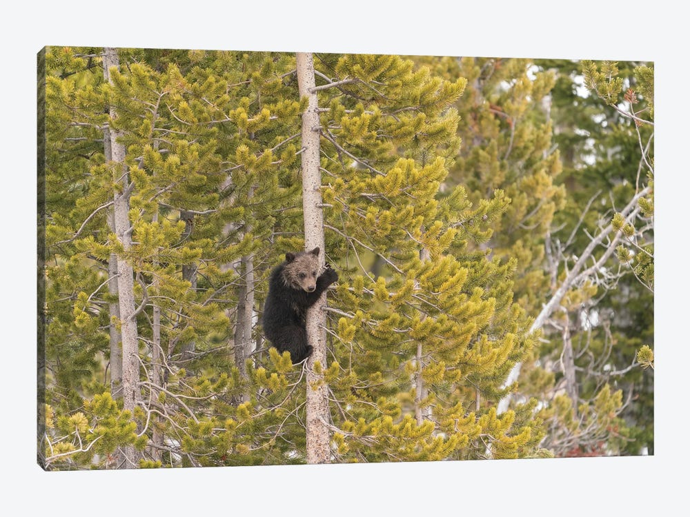 USA, Wyoming, Bridger-Teton National Forest. Grizzly Bear Cub Climbing Pine Tree. by Jaynes Gallery 1-piece Canvas Wall Art