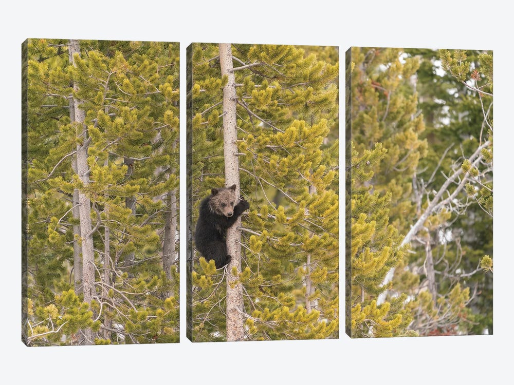 USA, Wyoming, Bridger-Teton National Forest. Grizzly Bear Cub Climbing Pine Tree. by Jaynes Gallery 3-piece Canvas Wall Art