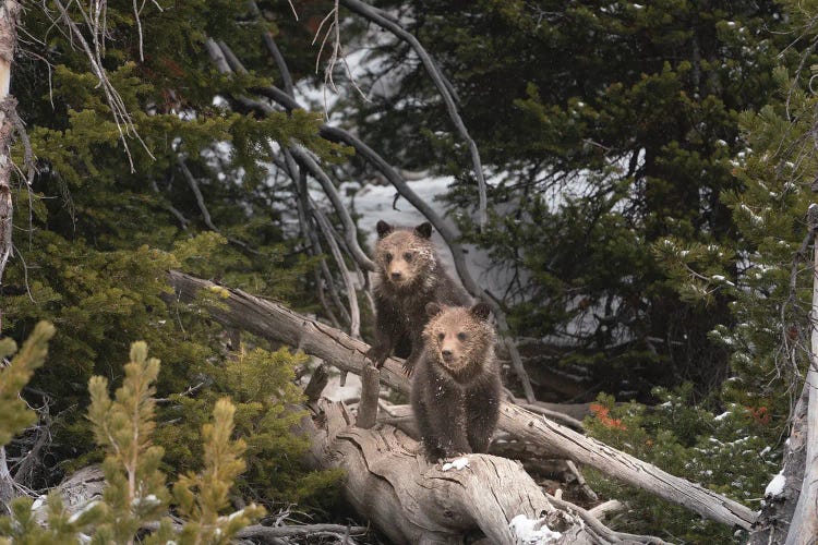 USA, Wyoming, Bridger-Teton National Forest. Grizzly Bear Cubs On Logs.