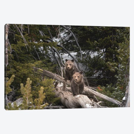 USA, Wyoming, Bridger-Teton National Forest. Grizzly Bear Cubs On Logs. Canvas Print #JYG1105} by Jaynes Gallery Canvas Print