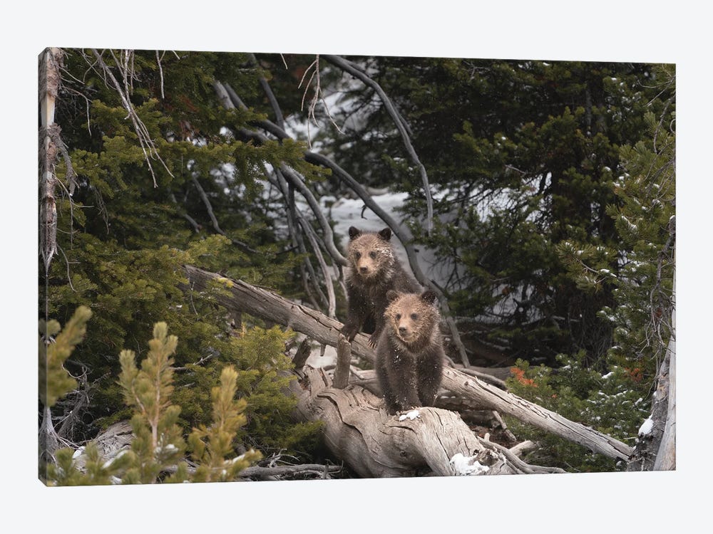 USA, Wyoming, Bridger-Teton National Forest. Grizzly Bear Cubs On Logs. by Jaynes Gallery 1-piece Art Print