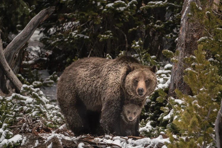 USA, Wyoming, Bridger-Teton National Forest. Grizzly Bear Sow And Cub.