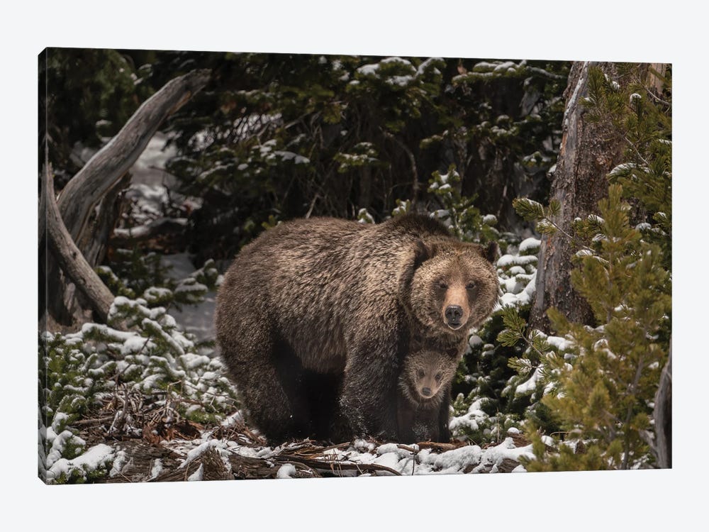 USA, Wyoming, Bridger-Teton National Forest. Grizzly Bear Sow And Cub. by Jaynes Gallery 1-piece Canvas Wall Art