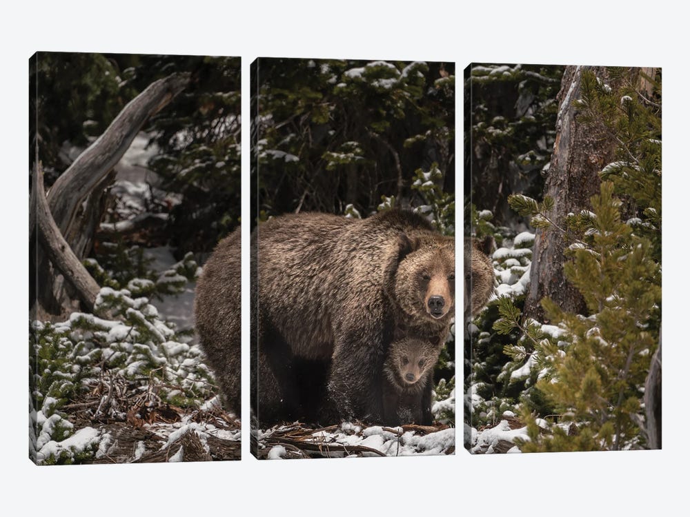 USA, Wyoming, Bridger-Teton National Forest. Grizzly Bear Sow And Cub. by Jaynes Gallery 3-piece Canvas Art