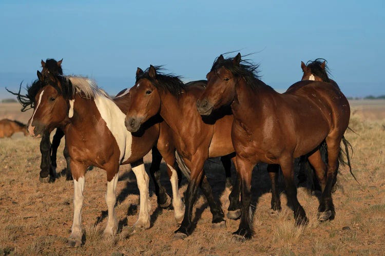 USA, Wyoming. Close-Up Of Wild Horses Walking In Desert.