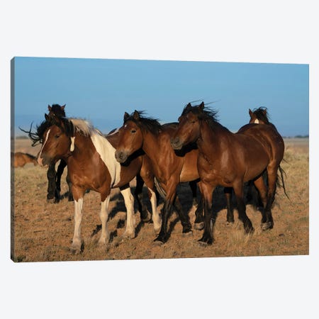 USA, Wyoming. Close-Up Of Wild Horses Walking In Desert. Canvas Print #JYG1107} by Jaynes Gallery Canvas Print