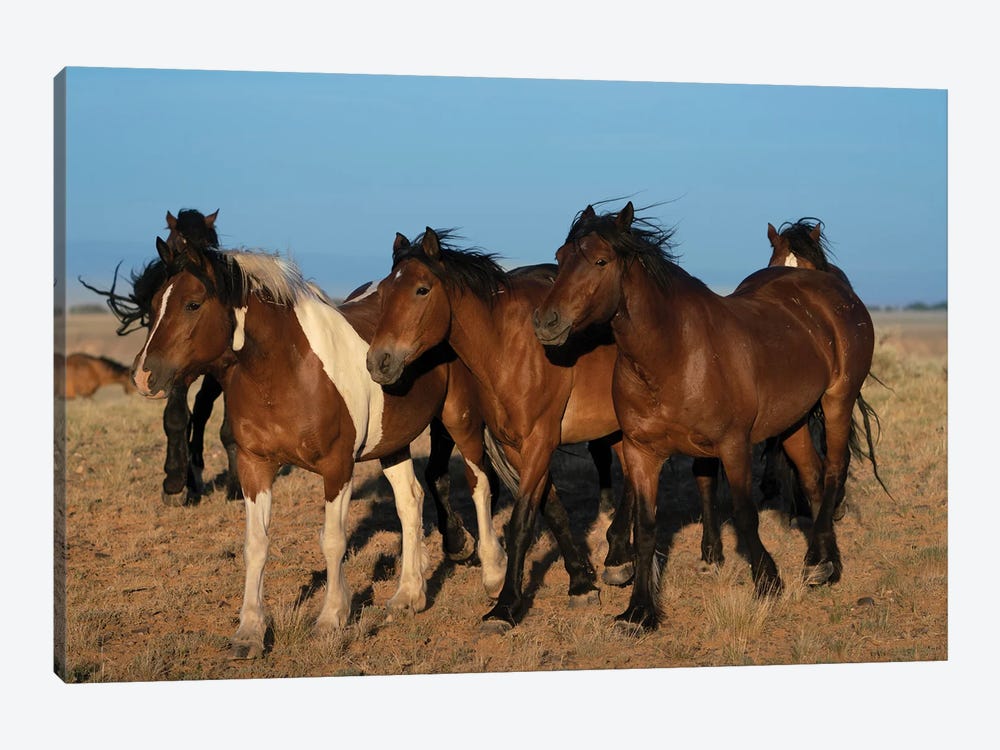 USA, Wyoming. Close-Up Of Wild Horses Walking In Desert. by Jaynes Gallery 1-piece Canvas Print