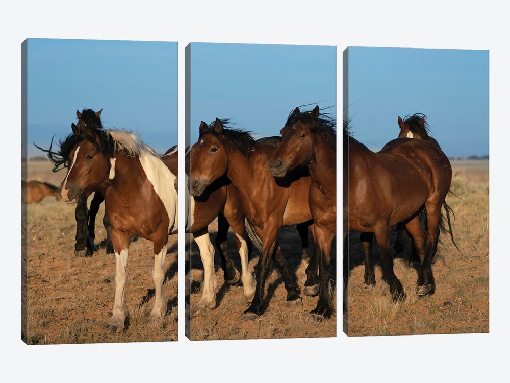 USA, Wyoming. Close-Up Of Wild Horses Walking In Desert. by Jaynes Gallery 3-piece Canvas Art Print