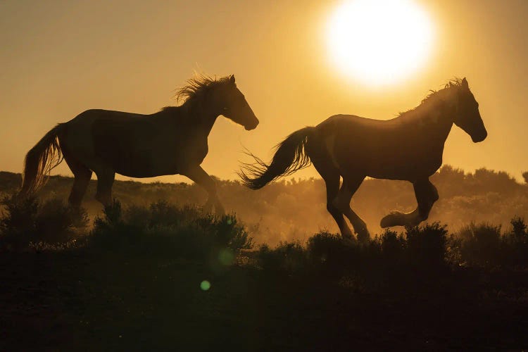 USA, Wyoming. Running Wild Horses Silhouetted At Sunset.