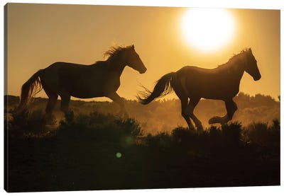USA, Wyoming. Running Wild Horses Silhouetted At Sunset. Canvas Art Print - Wyoming Art