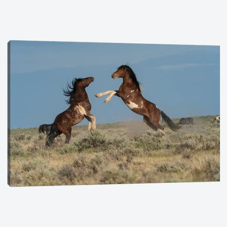 USA, Wyoming. Wild Horse Stallions Fighting. Canvas Print #JYG1109} by Jaynes Gallery Canvas Artwork